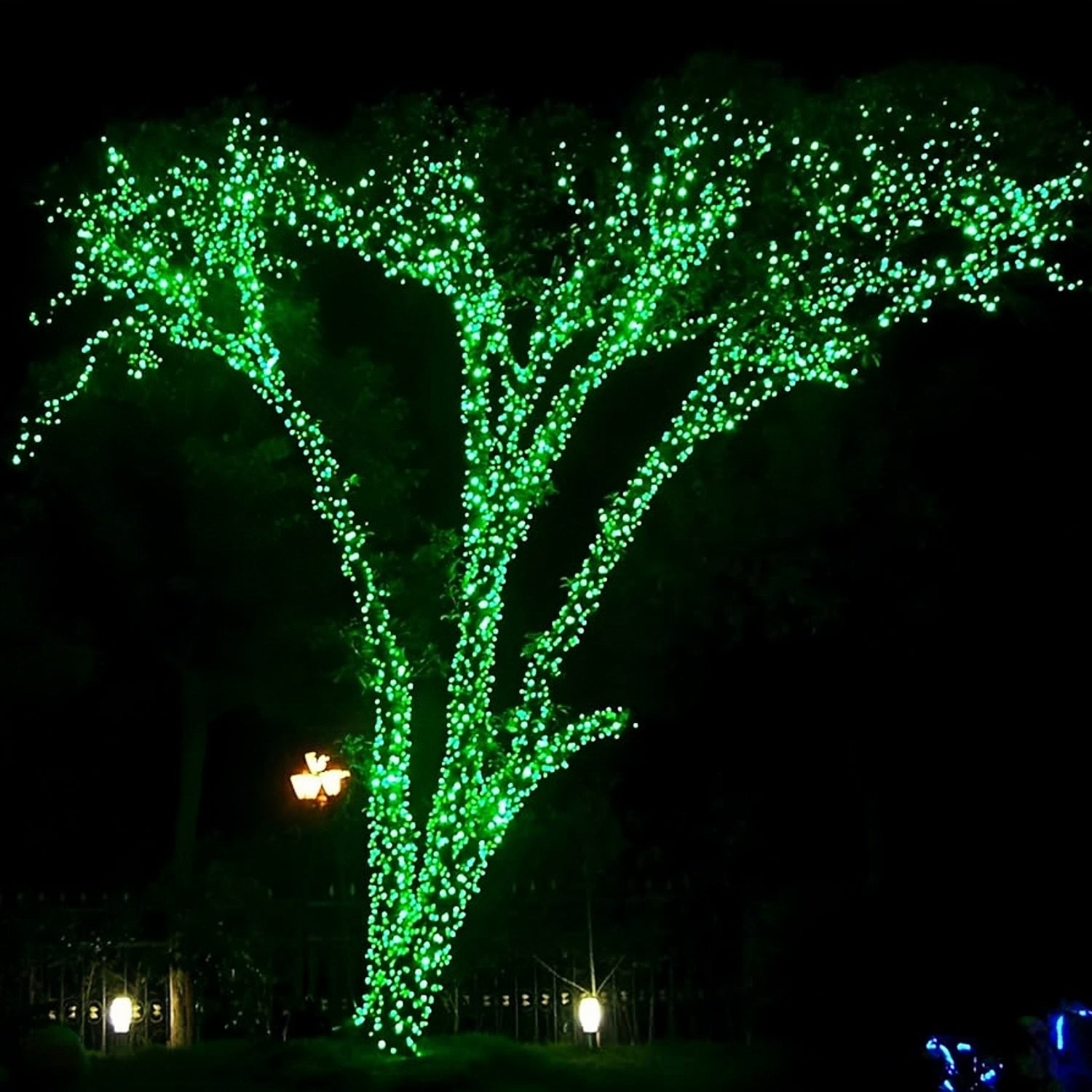 Commercial Grade Green 5mm Wide Angle LED Christmas Lights on Green Wire